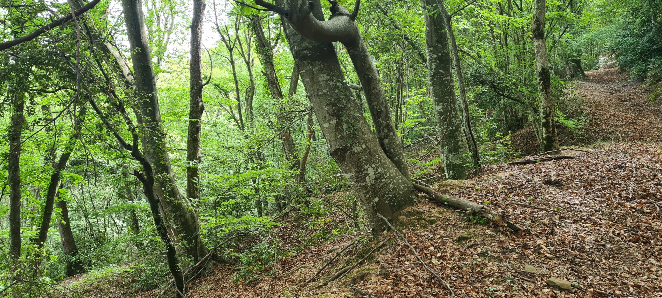 Vista de l'interior de bosc